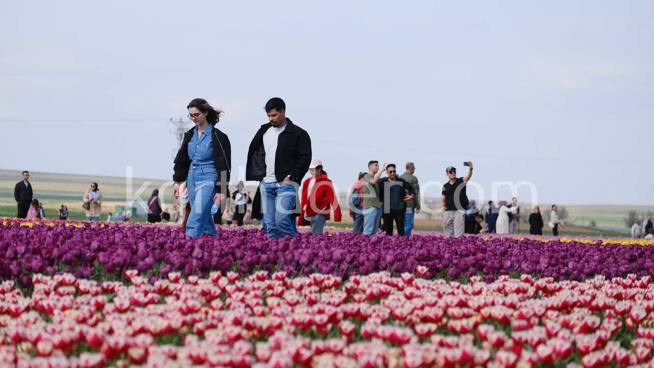 Turkiyenin En Buyuk Lale Tarlasinda Ziyaretci Rekoru3