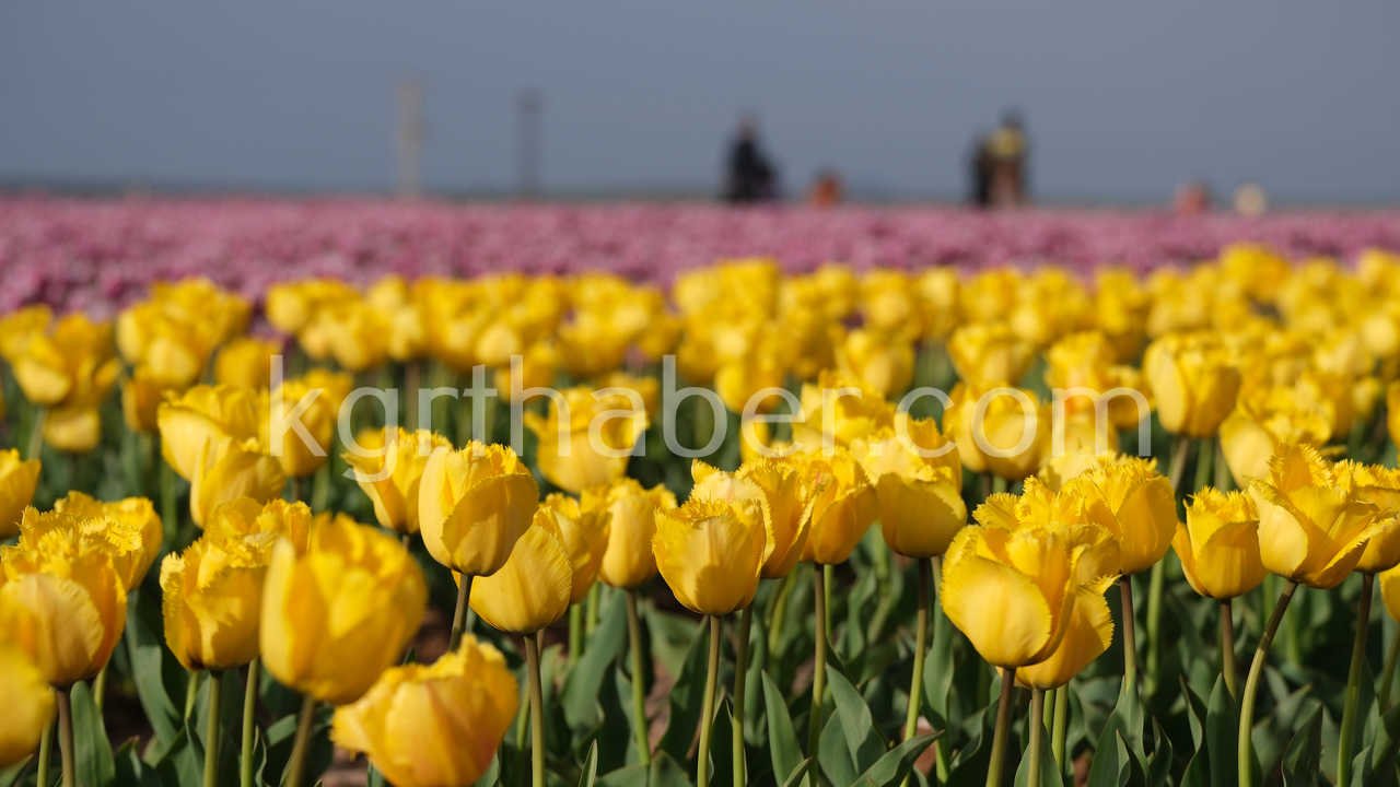 Turkiyenin En Buyuk Lale Tarlasinda Ziyaretci Rekoru5