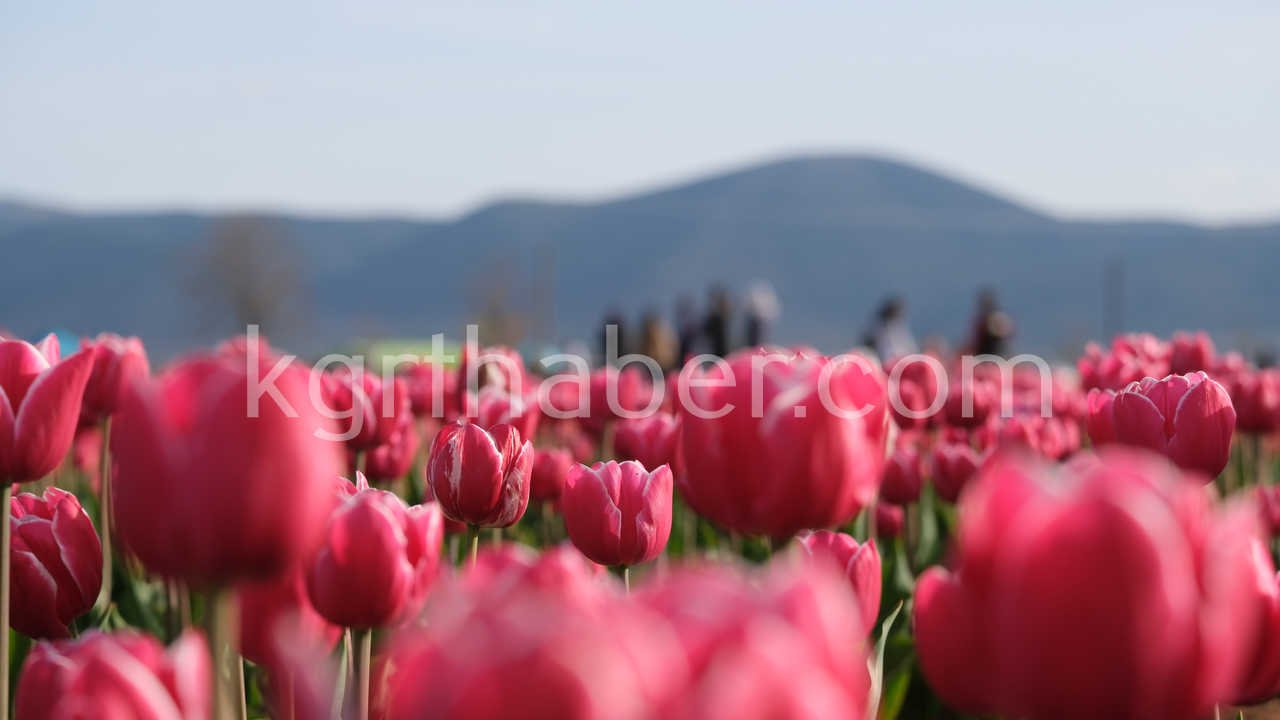 Turkiyenin En Buyuk Lale Tarlasinda Ziyaretci Rekoru6