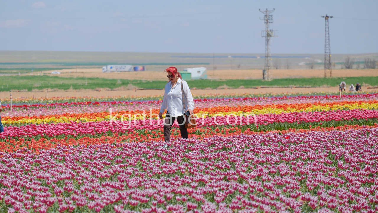 Vali Cicek Ve Il Protokolu Lale Tarlasini Gezdi3
