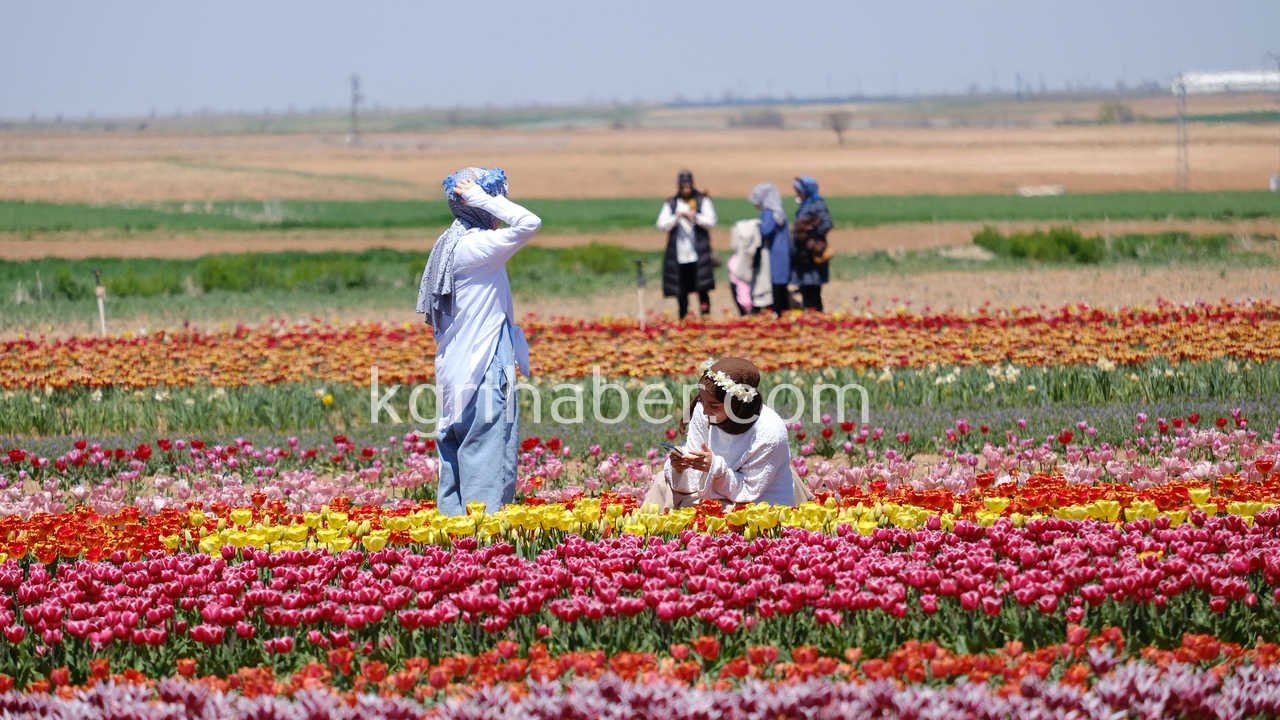 Vali Cicek Ve Il Protokolu Lale Tarlasini Gezdi4