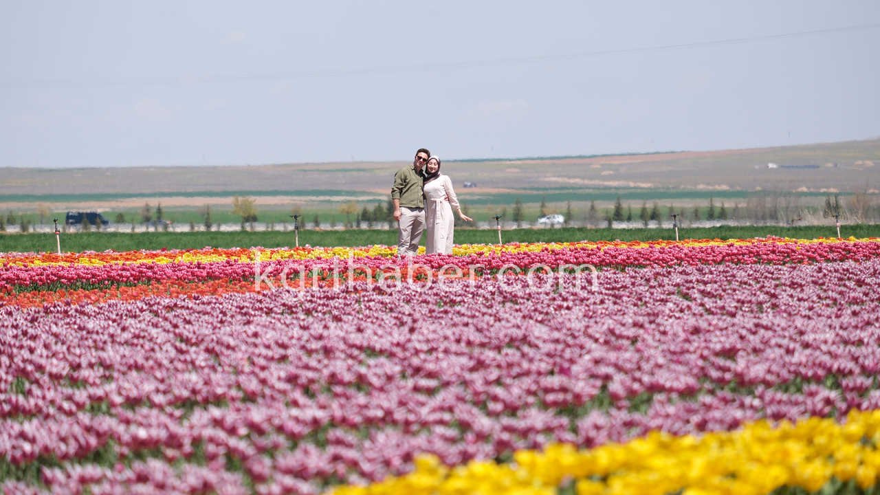 Vali Cicek Ve Il Protokolu Lale Tarlasini Gezdi7