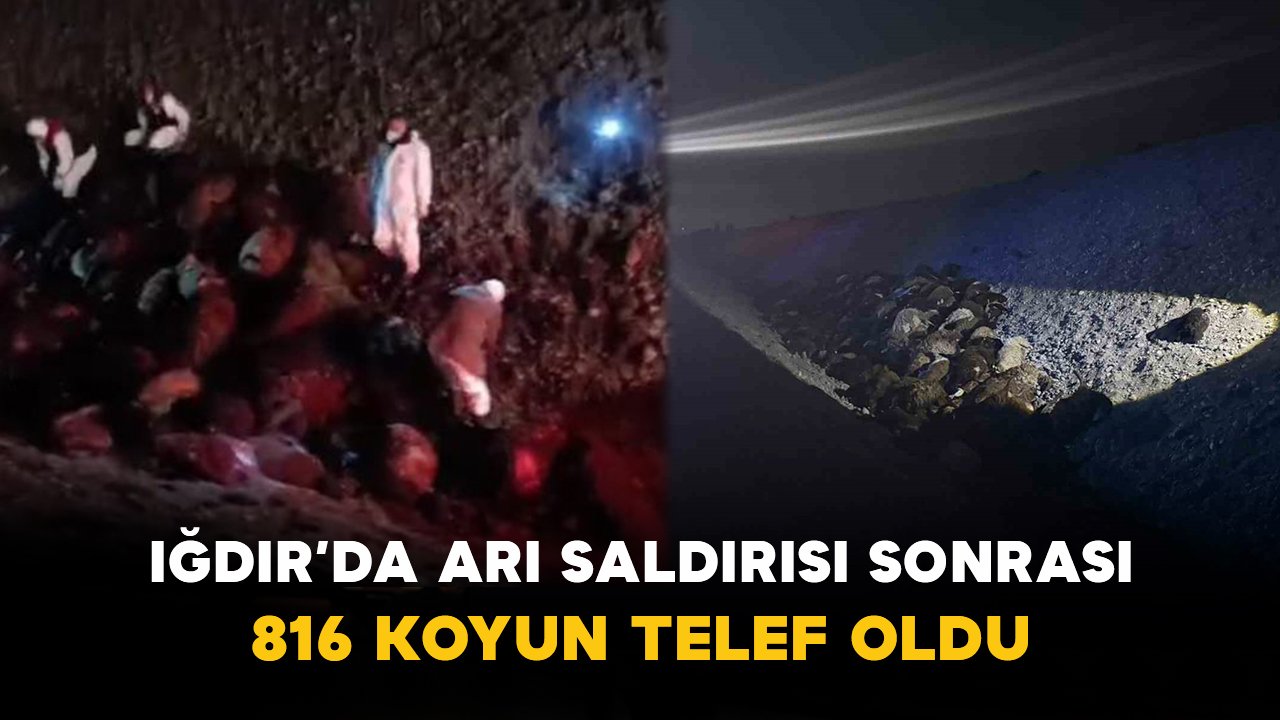 Iğdır’da Arı Saldırısı Sonrası Büyük Kayıp: 816 Koyun Telef Oldu