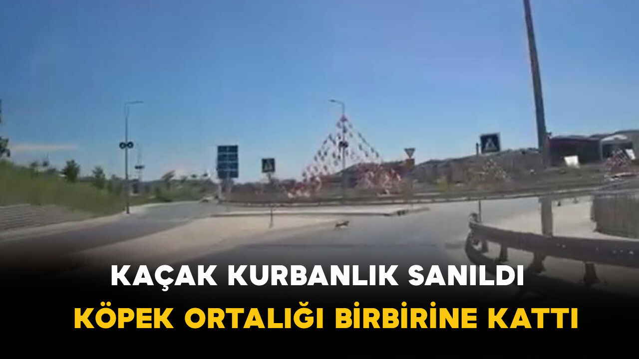 Kaçak kurbanlık sanıldı: Köpek ortalığı birbirine kattı