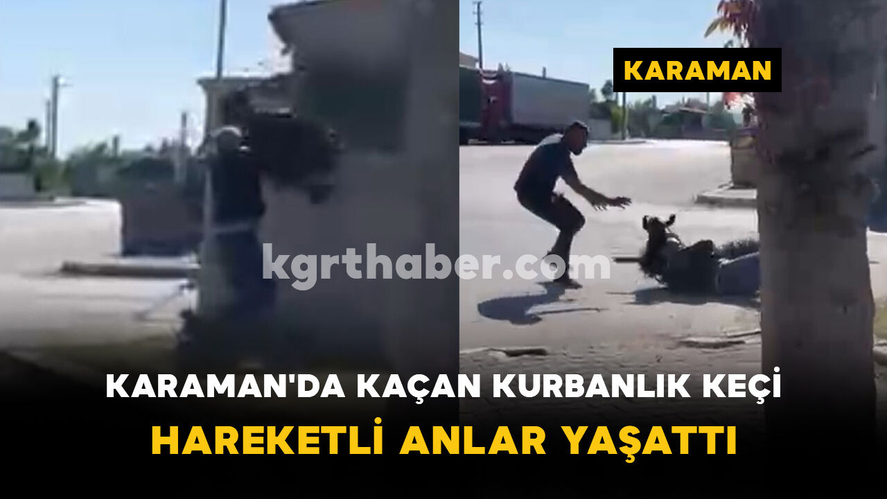 Karaman'da kaçan kurbanlık keçi hareketli anlar yaşattı