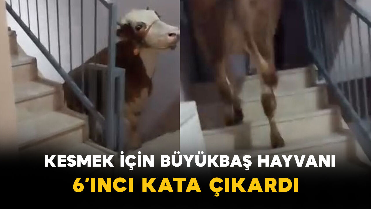 Kurbanlık şaşkınlığı: Büyükbaş hayvanı 6. kata çıkardılar