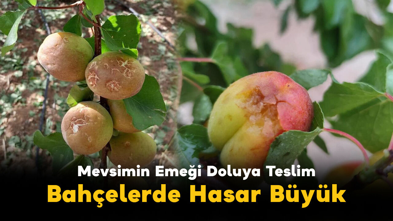Mevsimin Emeği Doluya Teslim