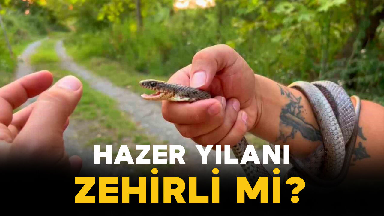 Hazar Yılanı Zehirli mi?