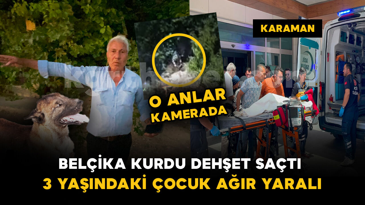 Karaman'da Belçika kurdu dehşeti: 3 yaşındaki çocuk ağır yaralandı