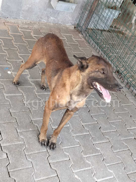 Karamanda Belcika Kurdu Dehseti 3 Yasindaki Cocuk Agir Yaralandi15