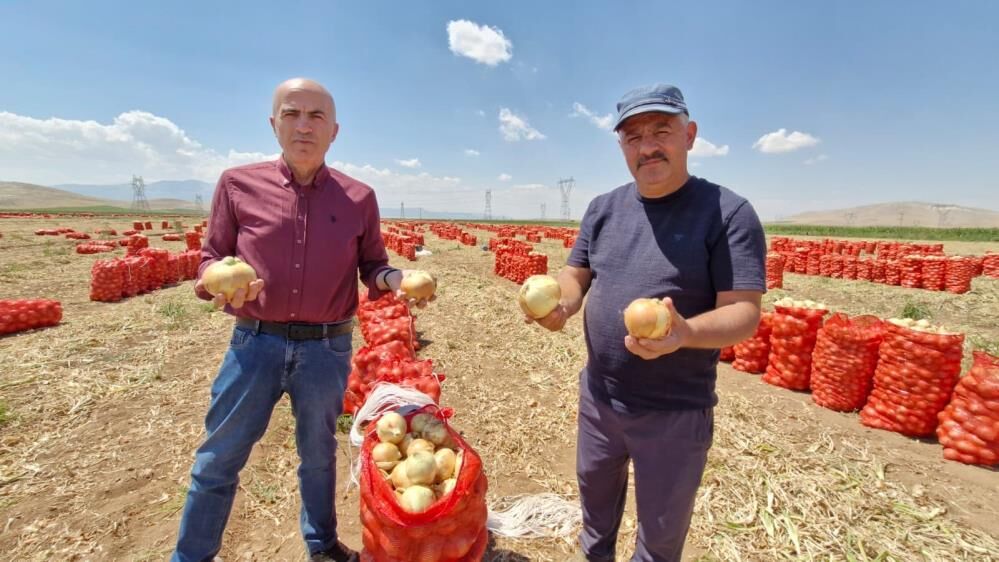 Sogan Fiyati Artar Mi Uretici Zarar Mi Ediyor Fiyatlar Ve Saha Gercekleri1