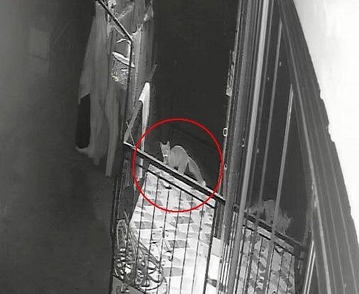 Kedi Sanmisti Terlik Hirsizi Tilki Cikti (1)