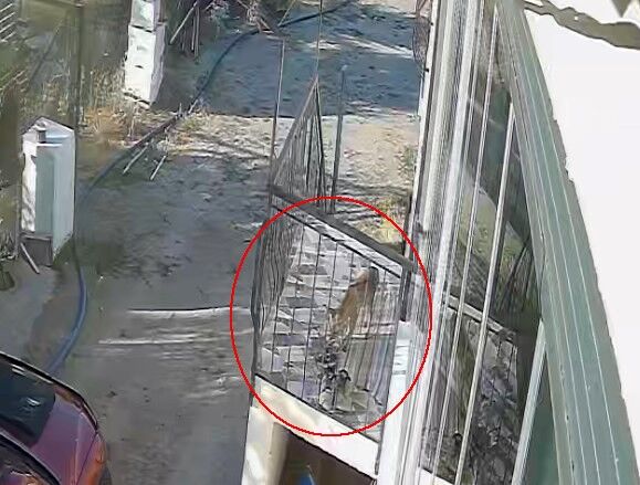 Kedi Sanmisti Terlik Hirsizi Tilki Cikti (3)