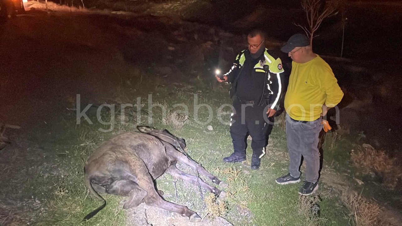 Karamanda Hafif Ticari Aracin Carptigi Esek Telef Oldu Esege Kimse Sahip Cikmadi1