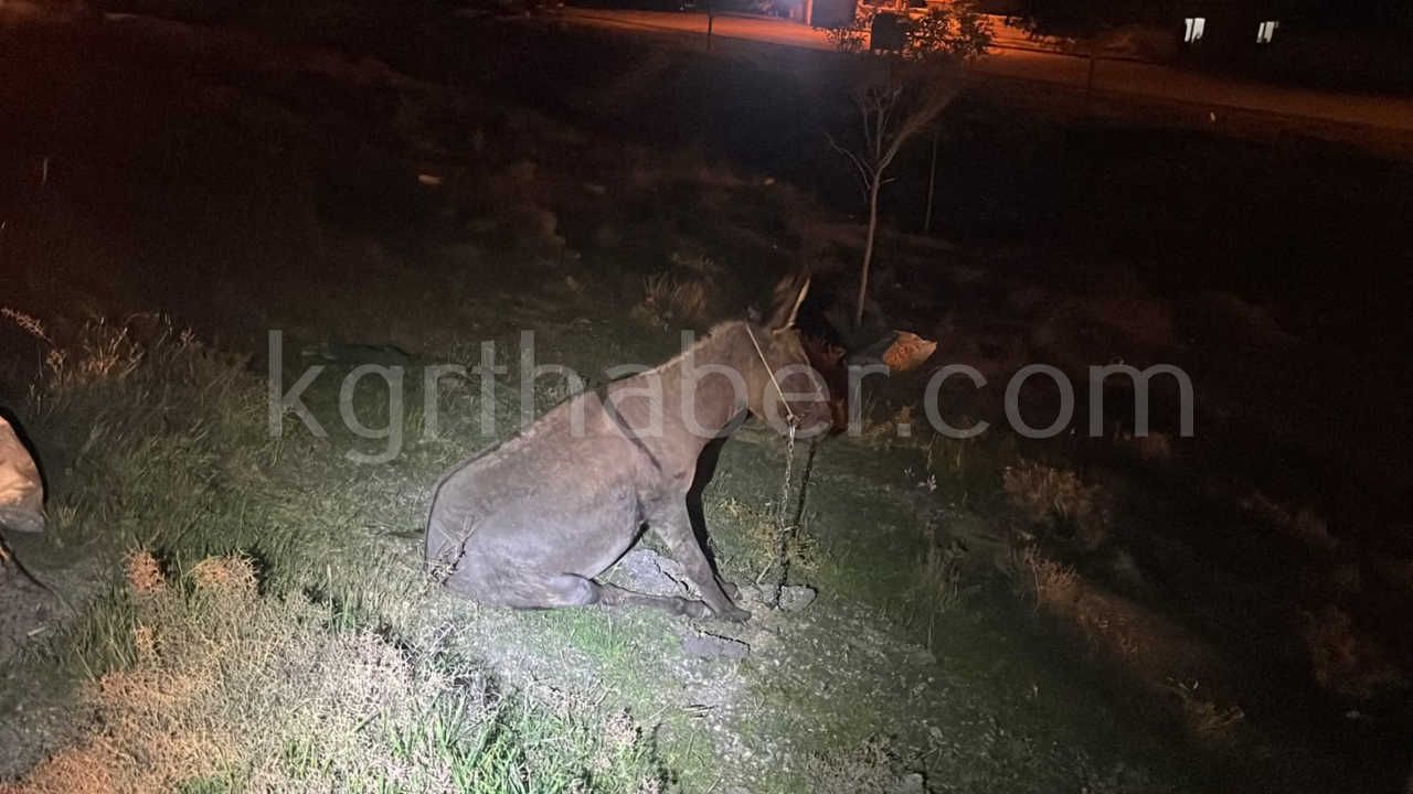 Karamanda Hafif Ticari Aracin Carptigi Esek Telef Oldu Esege Kimse Sahip Cikmadi13