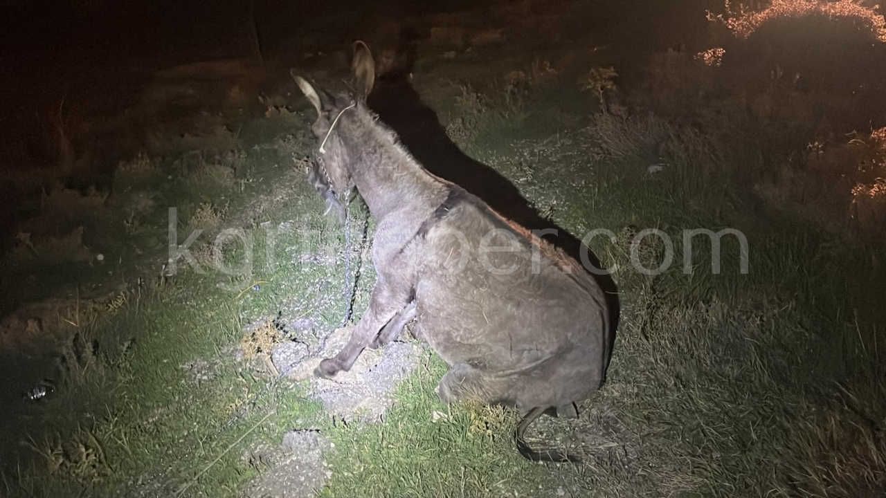 Karamanda Hafif Ticari Aracin Carptigi Esek Telef Oldu Esege Kimse Sahip Cikmadi14