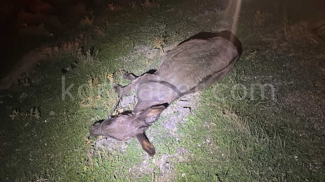 Karamanda Hafif Ticari Aracin Carptigi Esek Telef Oldu Esege Kimse Sahip Cikmadi3