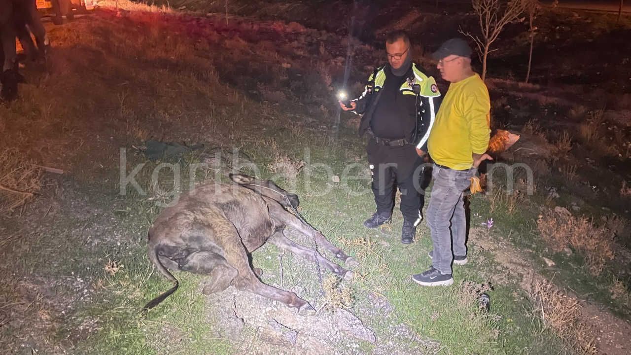 Karamanda Hafif Ticari Aracin Carptigi Esek Telef Oldu Esege Kimse Sahip Cikmadi5